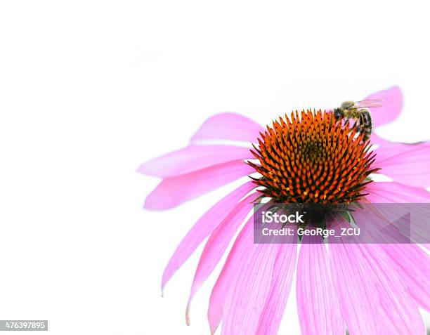 에키나세아 꿀벌 꽃-꽃의 구조에 대한 스톡 사진 및 기타 이미지 - 꽃-꽃의 구조, 꽃잎, 루트베키아