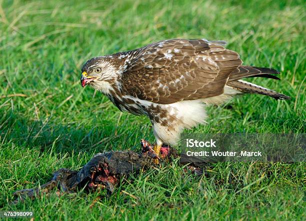 Euarasian Buzzard Foto de stock y más banco de imágenes de Animales cazando - Animales cazando, Ave de rapiña, Comer