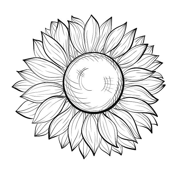 Beautiful Black And White Sunflower Isolated On White Background Stock  Illustration - Download Image Now - iStock
