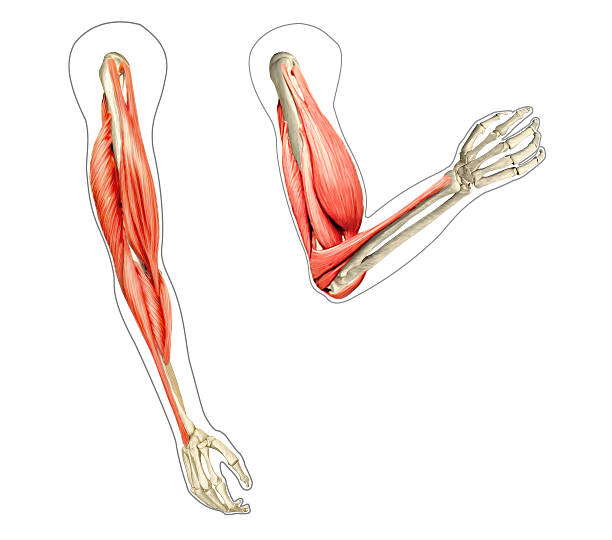 braccia di anatomia umana diagramma, mostrando le ossa e dei muscoli mentre flex - braccio umano foto e immagini stock