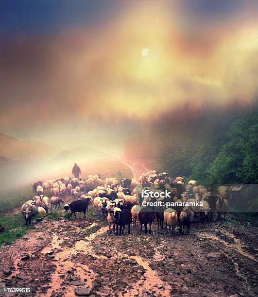 Pasto Na Chuva - Fotografias de stock e mais imagens de Alpes Europeus - Alpes Europeus, Alto - Descrição Física, Amarelo