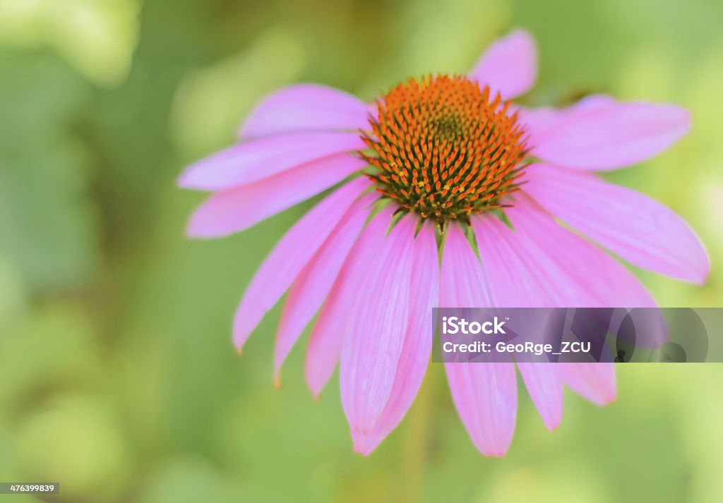Echinacea - Foto stock royalty-free di Bellezza