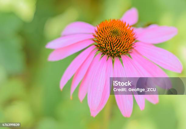 Echinacea - Fotografie stock e altre immagini di Bellezza - Bellezza, Bellezza naturale, Botanica