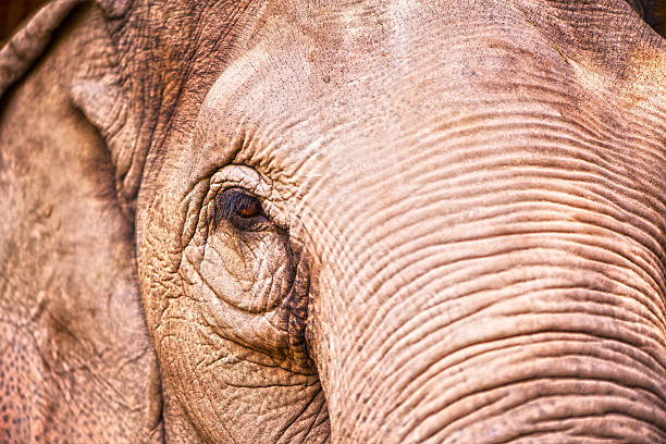 istock The elephant in nature 476399916