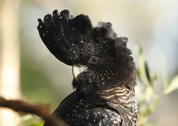 Head of a black cockatoo, Australia.