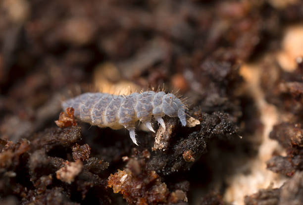Neanura springtail on wood Digital photo of a Neanura springtail on wood, extreme close-up with high magnification. collembola stock pictures, royalty-free photos & images