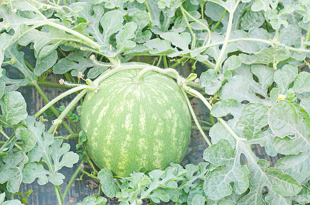 istock watermelon in a vegetable garden- young plant 476400805
