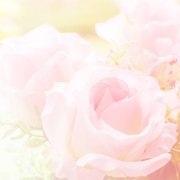Bouquet of orange roses soft blur background in vintage pastel tones.