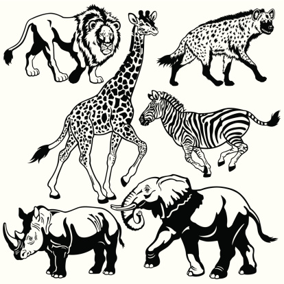 set with wild animals of Africa. Black and white images