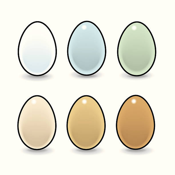 illustrazioni stock, clip art, cartoni animati e icone di tendenza di sei uova naturale - white background brown animal egg ellipse