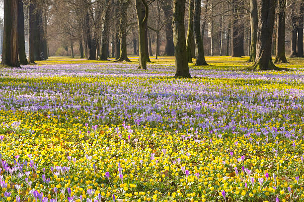 Spring in park. Colorful flowers on a meadow - yellow winter aconite and purple crocuses.
