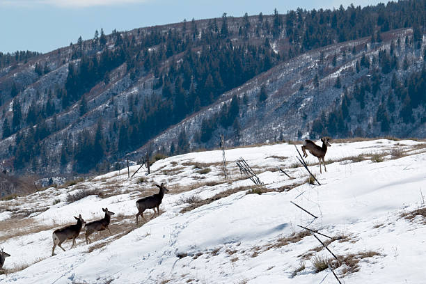 winter deer manada pule muro colorado - castle rock - fotografias e filmes do acervo