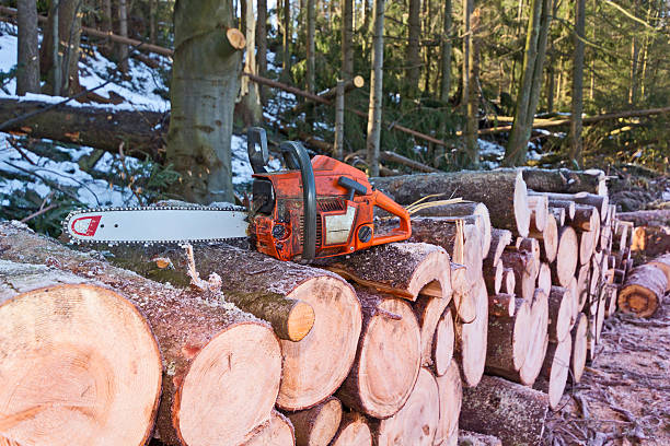 apilar registros de sierra de cadena en el bosque - chainsaw chain deciduous tree forester woodpile fotografías e imágenes de stock