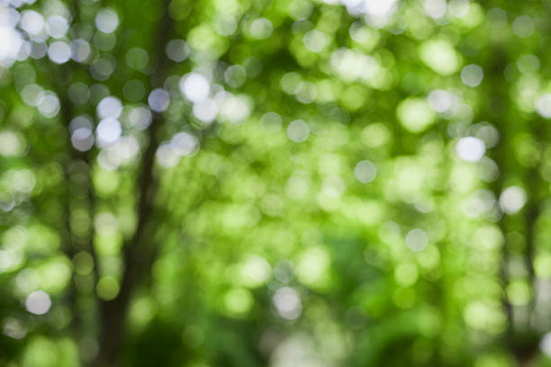 istock blurred summer trees in park, natural bokeh background 476409292