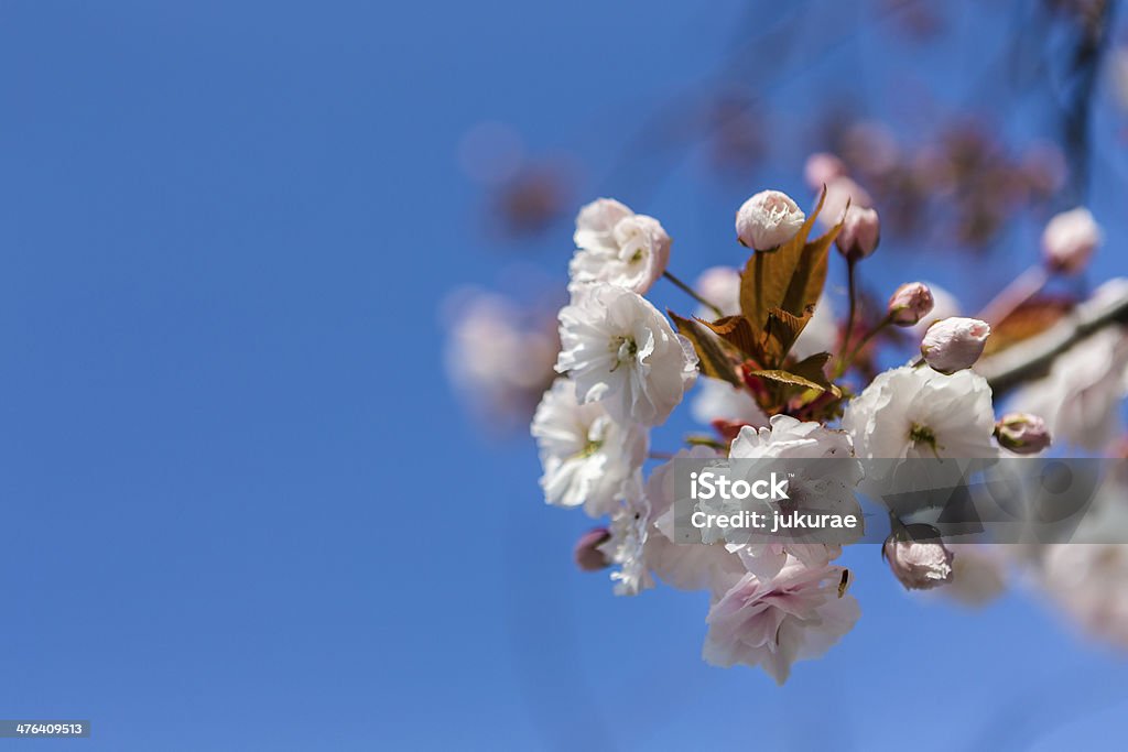 Cerezos en flor - Foto de stock de Abril libre de derechos