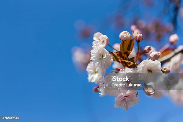 Cerezos En Flor Foto de stock y más banco de imágenes de Abril - Abril, Botánica, Cabeza de flor