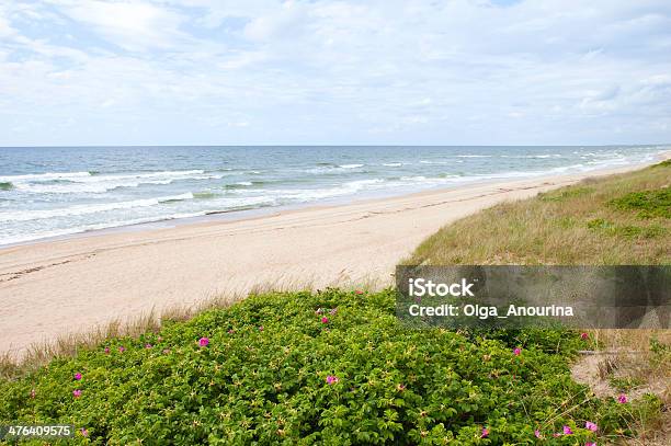 Rosa Silvestre Na Praia - Fotografias de stock e mais imagens de Arbusto - Arbusto, Areia, Beira d'Água