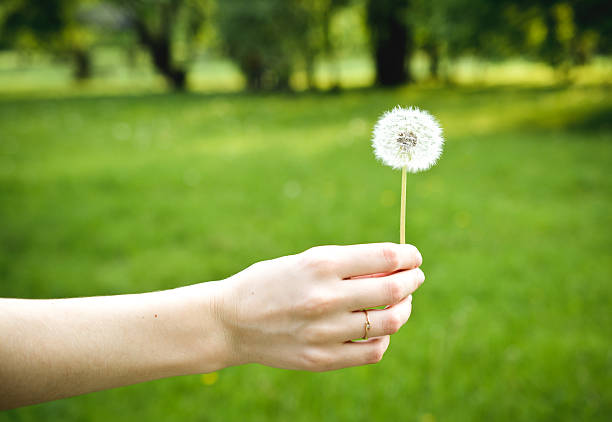 dandelion in a female hand