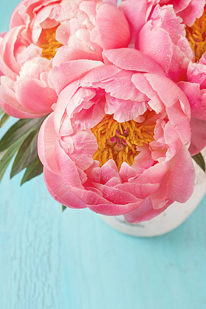 peônia flores - beautiful white pink messy - fotografias e filmes do acervo