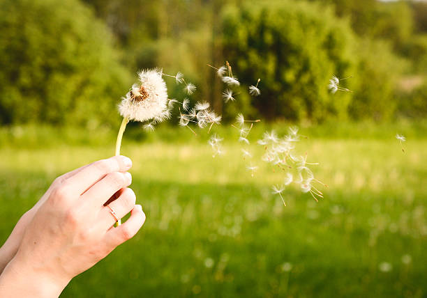 istock dandelion in a female hand 476415020