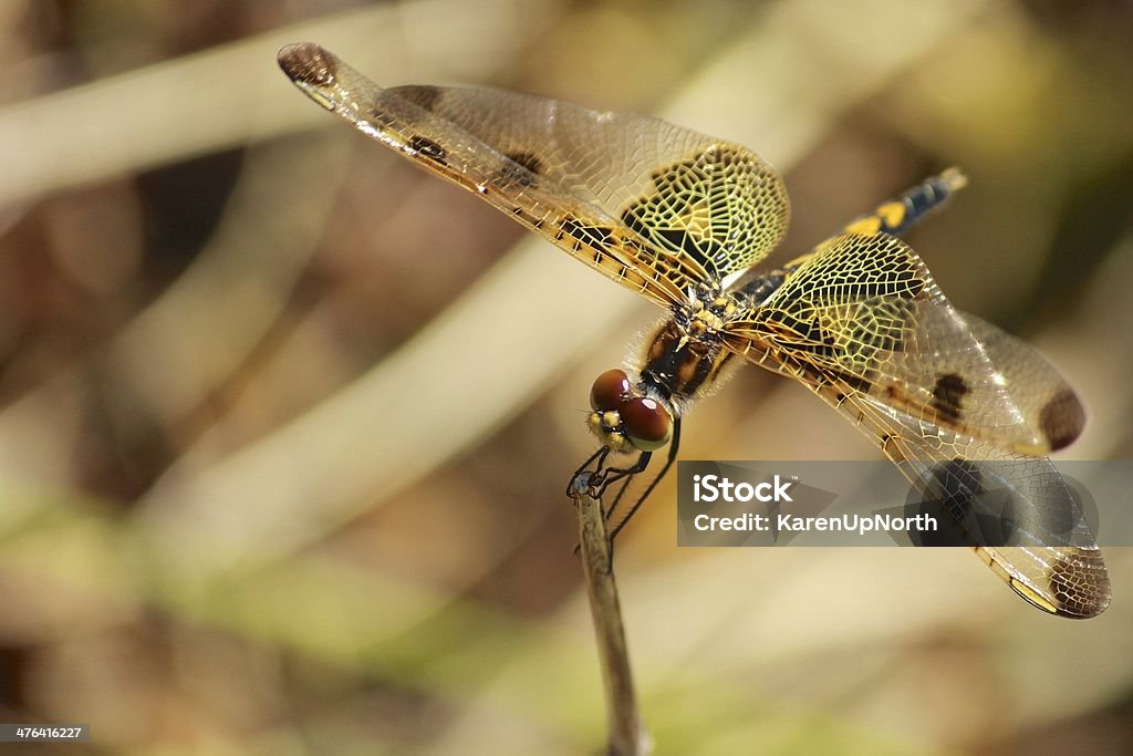 Ali di libellula con bellissimi occhi e - Foto stock royalty-free di Bellezza naturale
