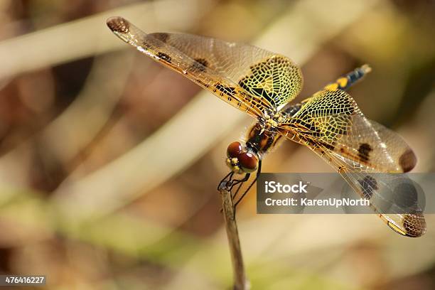 Ali Di Libellula Con Bellissimi Occhi E - Fotografie stock e altre immagini di Bellezza naturale - Bellezza naturale, Composizione orizzontale, Fotografia - Immagine