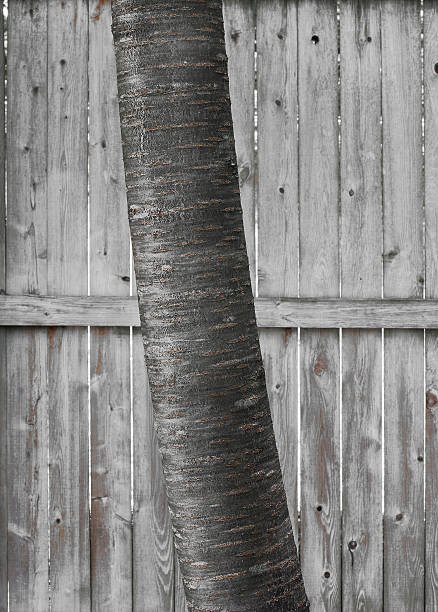 Birch Tree Trunk stock photo