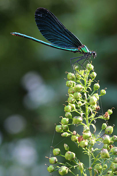 istock Dragonfly on the plant 476417788