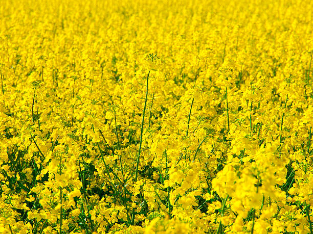 amarillo canola field de la violación de la planta - fossil fuel biology oilseed rape agriculture fotografías e imágenes de stock