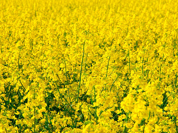 istock Yellow field of rape plant canola 476417832