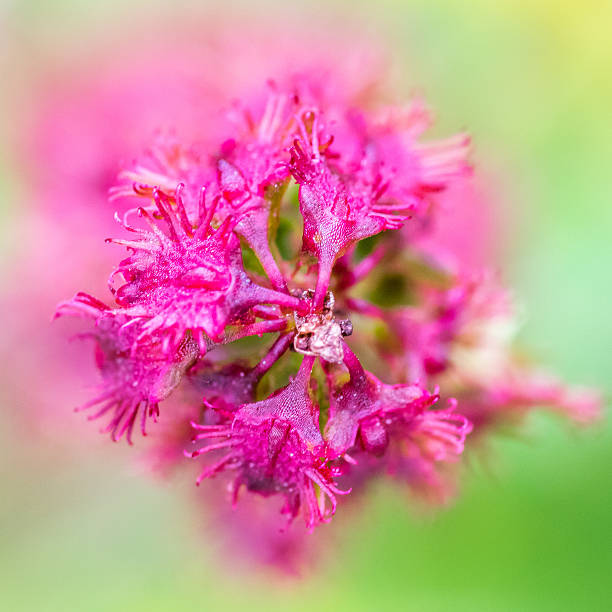 Single Flower in blur background stock photo