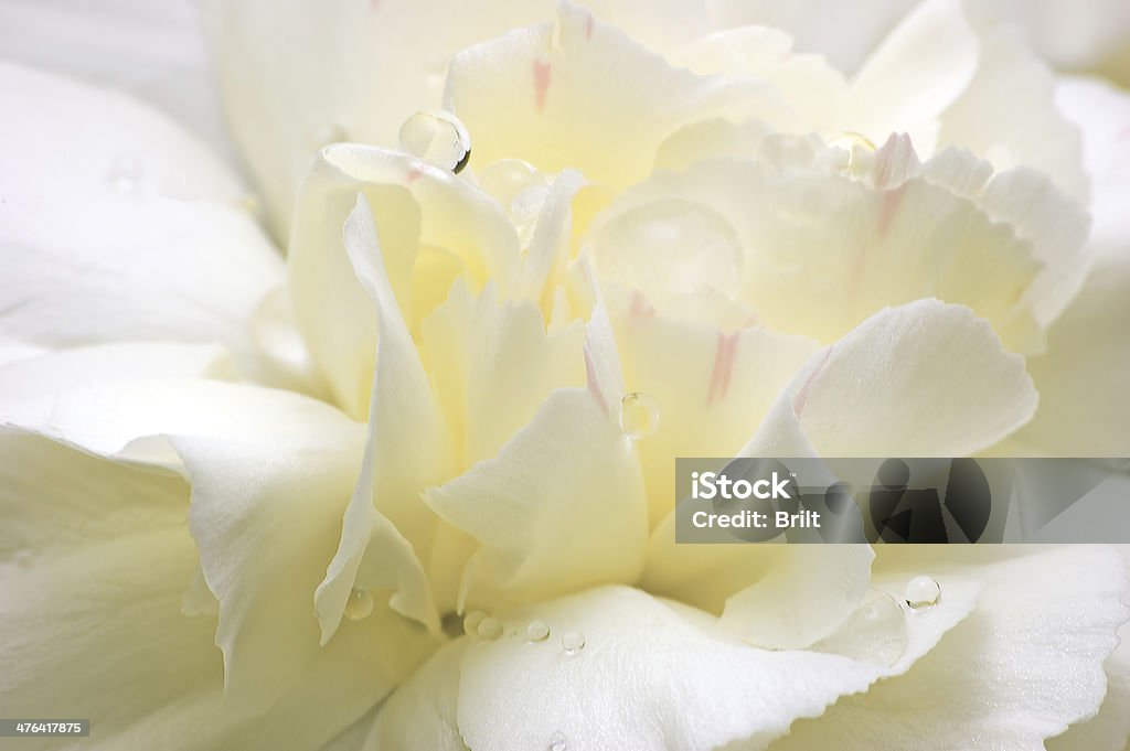 Fiore astratto bianco Macro petali, gocce di rugiada primo piano, pioggia acqua - Foto stock royalty-free di Acqua