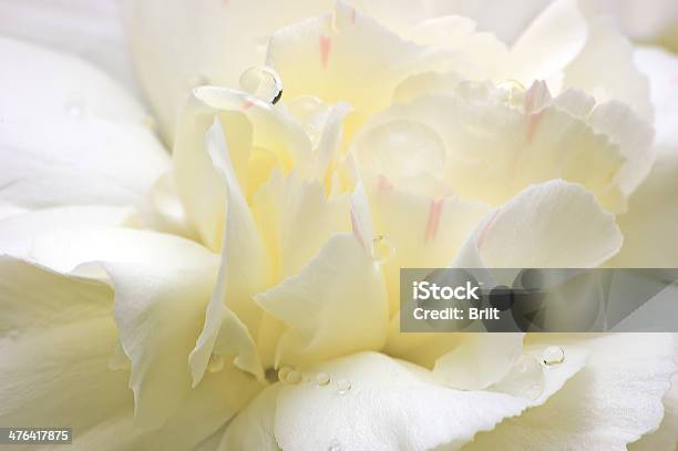 Fiore Astratto Bianco Macro Petali Gocce Di Rugiada Primo Piano Pioggia Acqua - Fotografie stock e altre immagini di Acqua