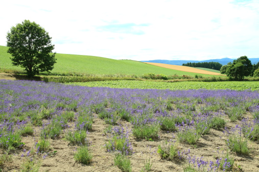 Lavender and malt mixed field