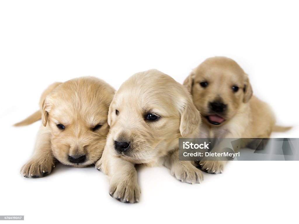 Golden retriever puppies Golden retriever puppies isolated on a white background  -  3 weeks old Animal Stock Photo