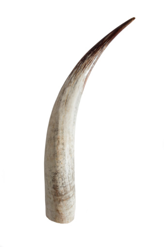 Big ivory tusk isolated on white background