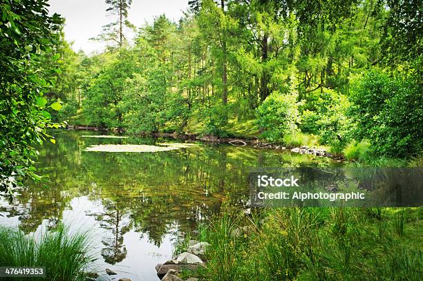 Rosa E Bianco Ninfee Crescita Wild Su Tarn Hows - Fotografie stock e altre immagini di Agricoltura - Agricoltura, Aiuola, Ambientazione esterna