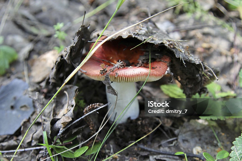 Pilz Russula - Lizenzfrei Alt Stock-Foto