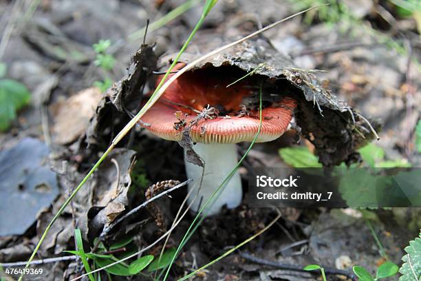 Pilz Russula Stockfoto und mehr Bilder von Alt - Alt, Blatt - Pflanzenbestandteile, Braun