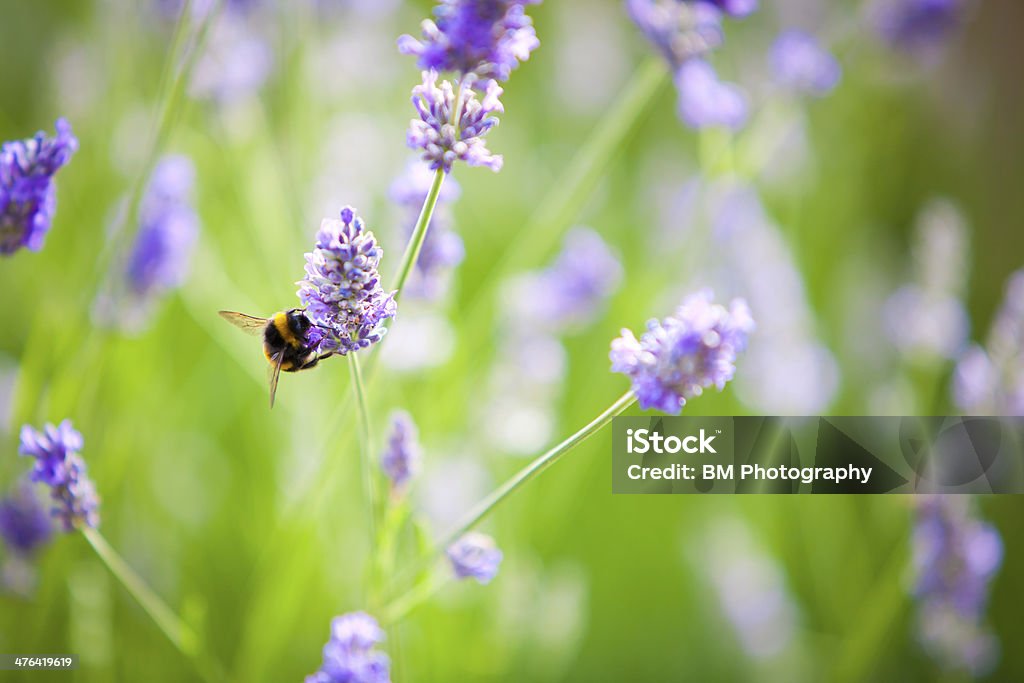 Bumblebee em flores de lavanda - Foto de stock de Abelha royalty-free