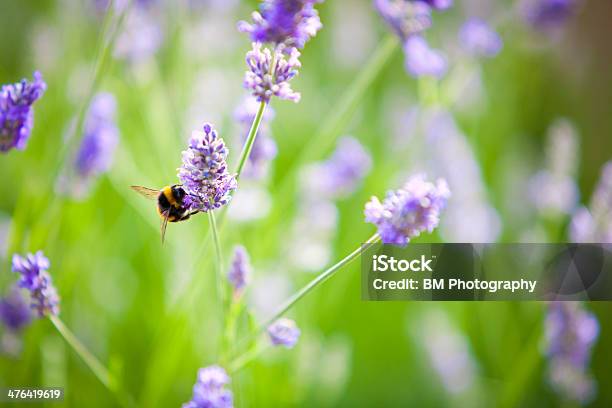 Foto de Bumblebee Em Flores De Lavanda e mais fotos de stock de Abelha - Abelha, Beleza natural - Natureza, Botânica - Assunto