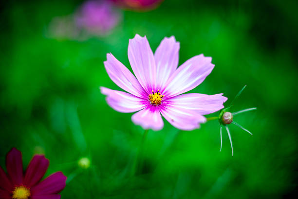 istock Garden border filled with colourful wild flowers 476420396