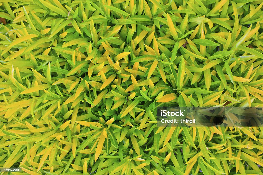 Sfondo di foglie verdi. - Foto stock royalty-free di Albero