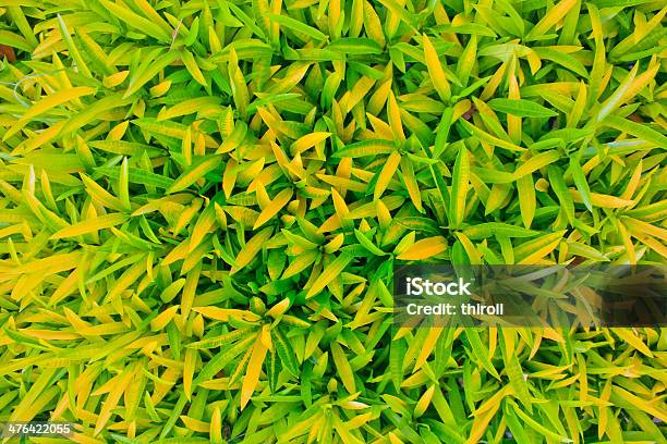 Verde Folhas De Fundo - Fotografias de stock e mais imagens de Abstrato - Abstrato, Amarelo, Ao Ar Livre