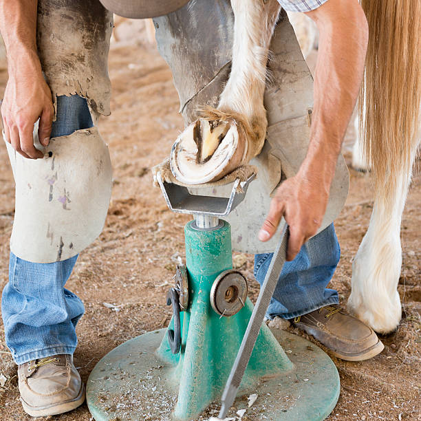 istock Farrier filing horse hoof 476422065