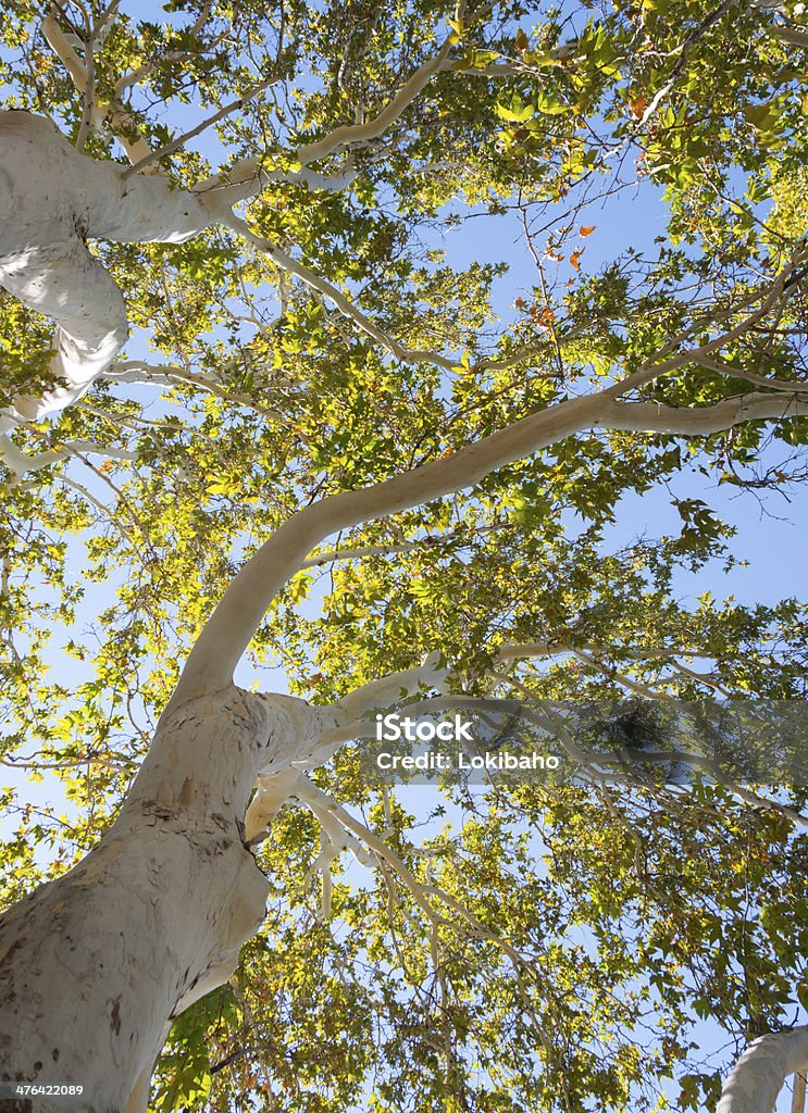 Il tronco d'albero - Foto stock royalty-free di Acero