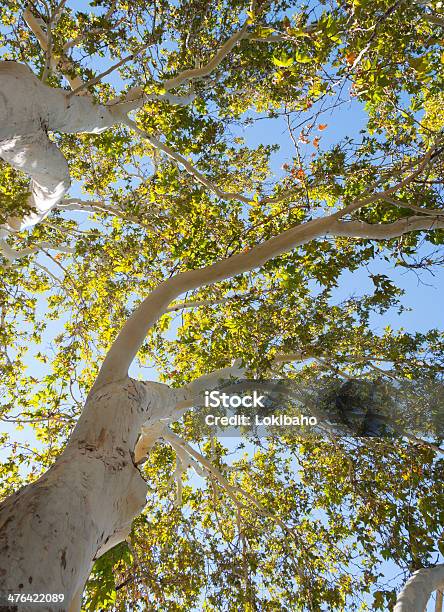 Il Tronco Dalbero - Fotografie stock e altre immagini di Acero - Acero, Albero, Bianco