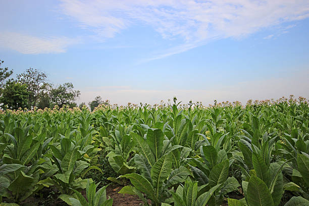 istock Tobacco plantation in Poland 476422607
