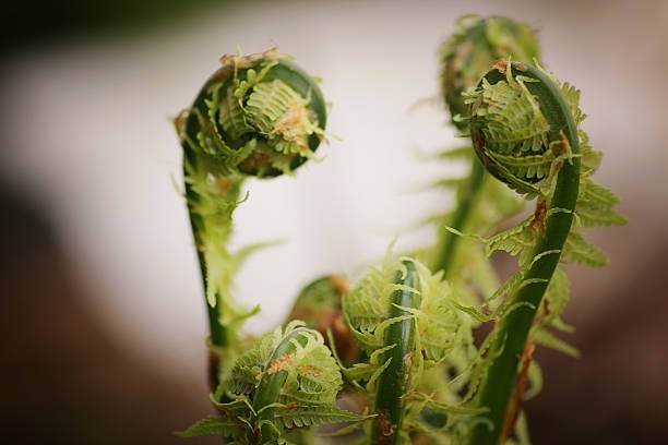 若いスプラウトのカンゾウ - fern bud growth child ストックフォトと画像