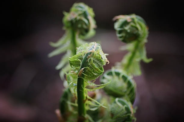 若いスプラウトのカンゾウ - fern bud growth child ストックフォトと画像